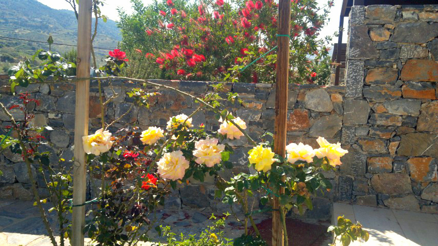 Розы при моем коттедже на Крите, апрель 2013